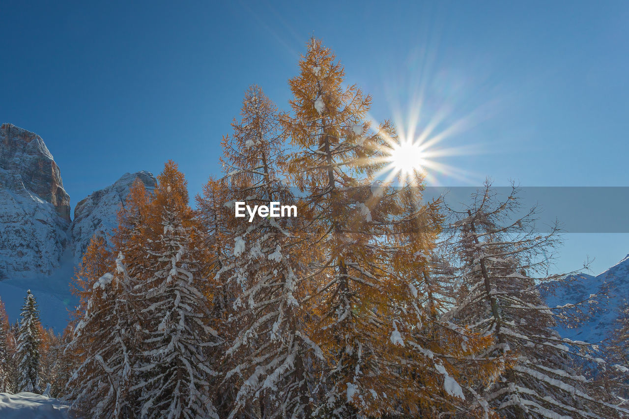 Sun filtering in the middle of orange larches covered in snow, dolomites, italy