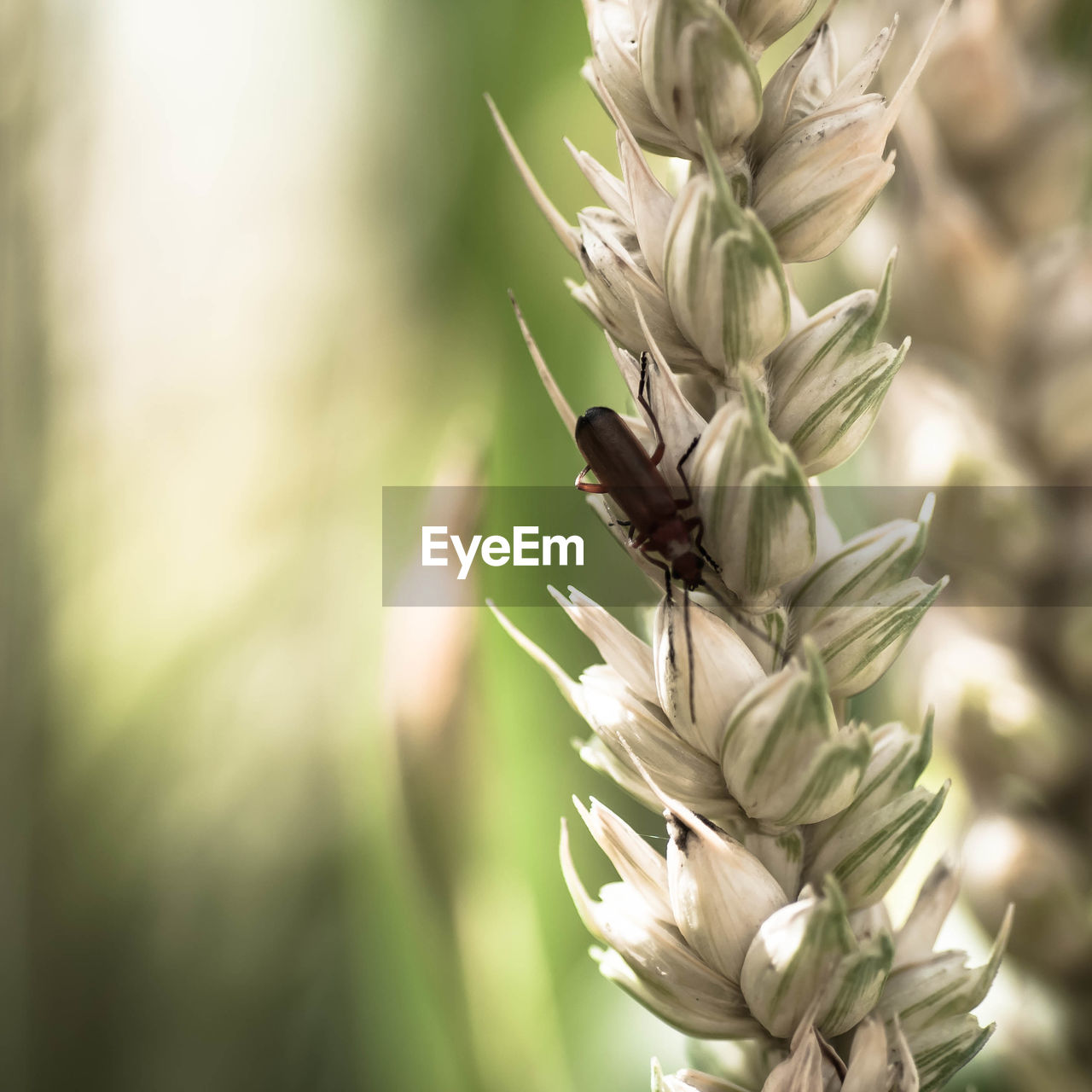 Insect on plant