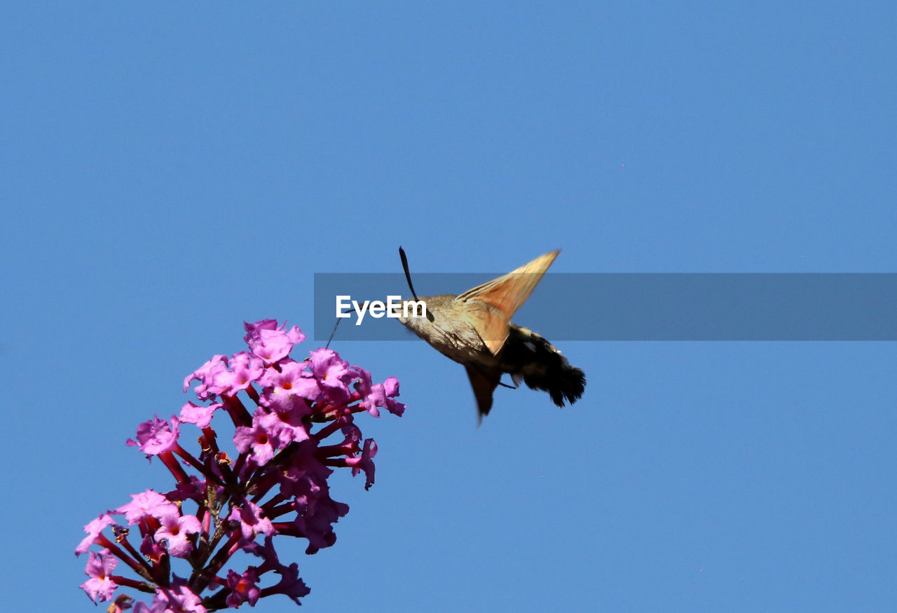 LOW ANGLE VIEW OF BUTTERFLY ON PINK FLOWER AGAINST BLUE SKY