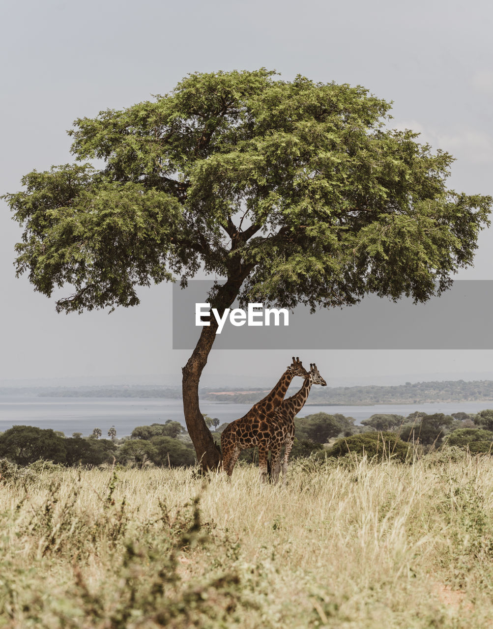 Tree in a field with giraffes 