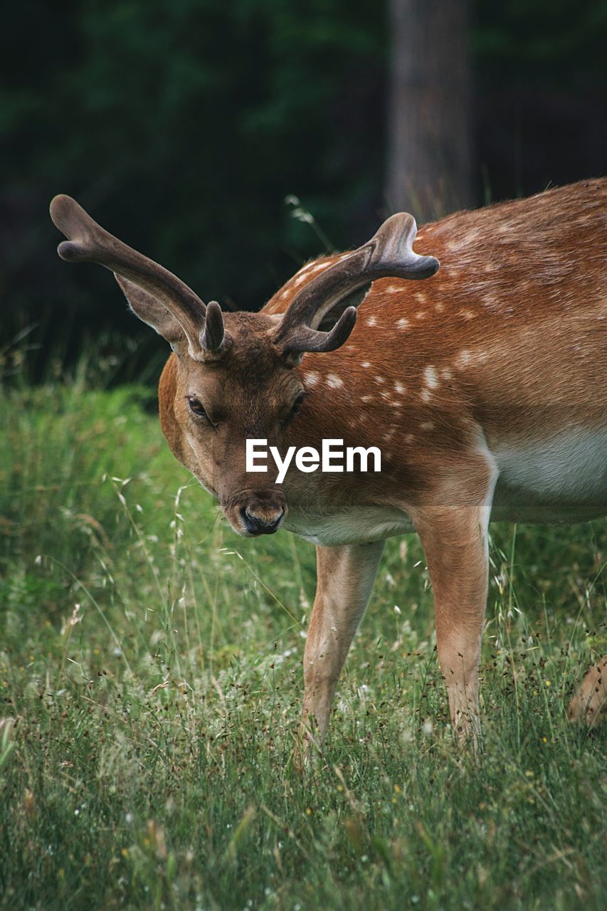 Deer standing on field