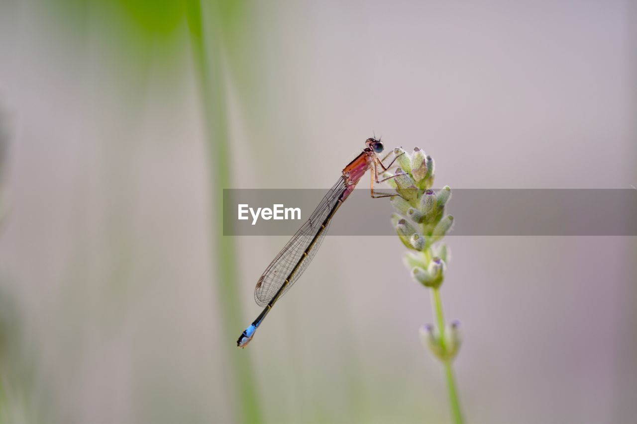 CLOSE-UP OF INSECT ON PLANT