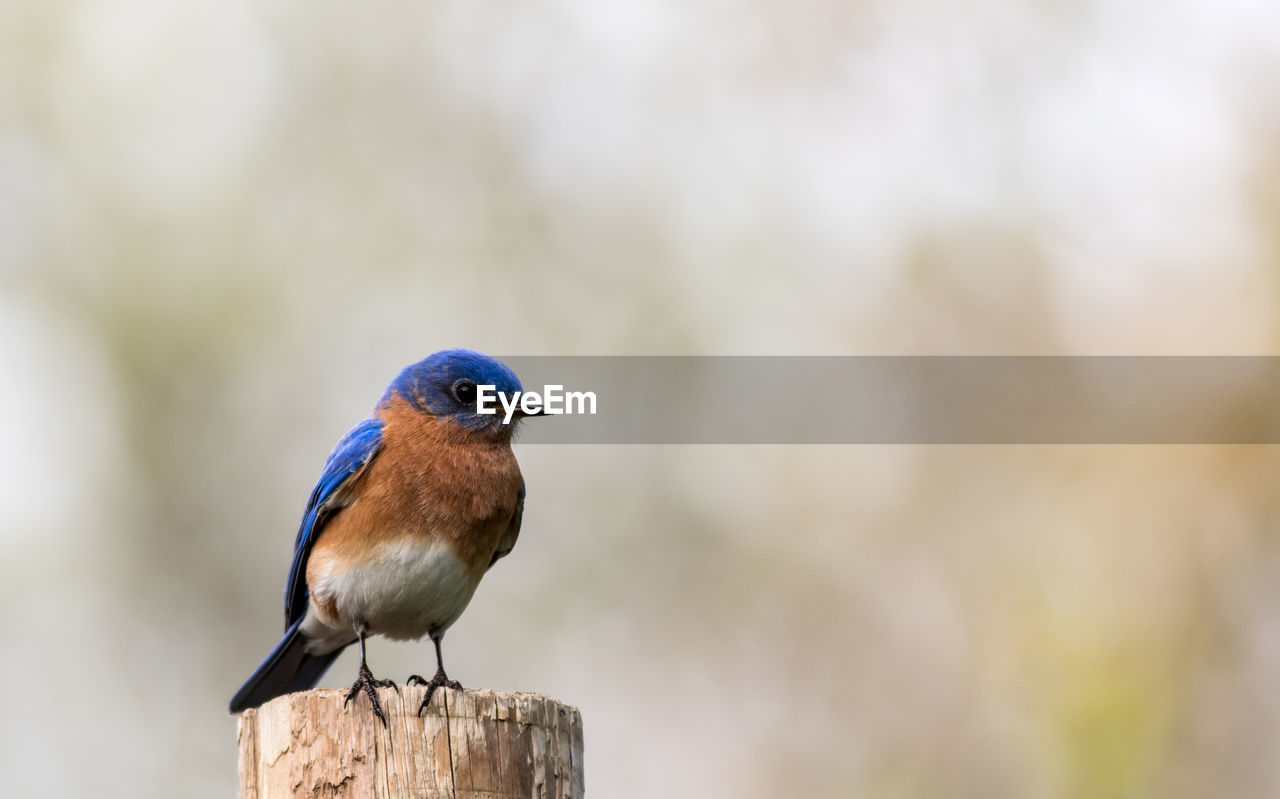 Close-up of bird perching on wooden post