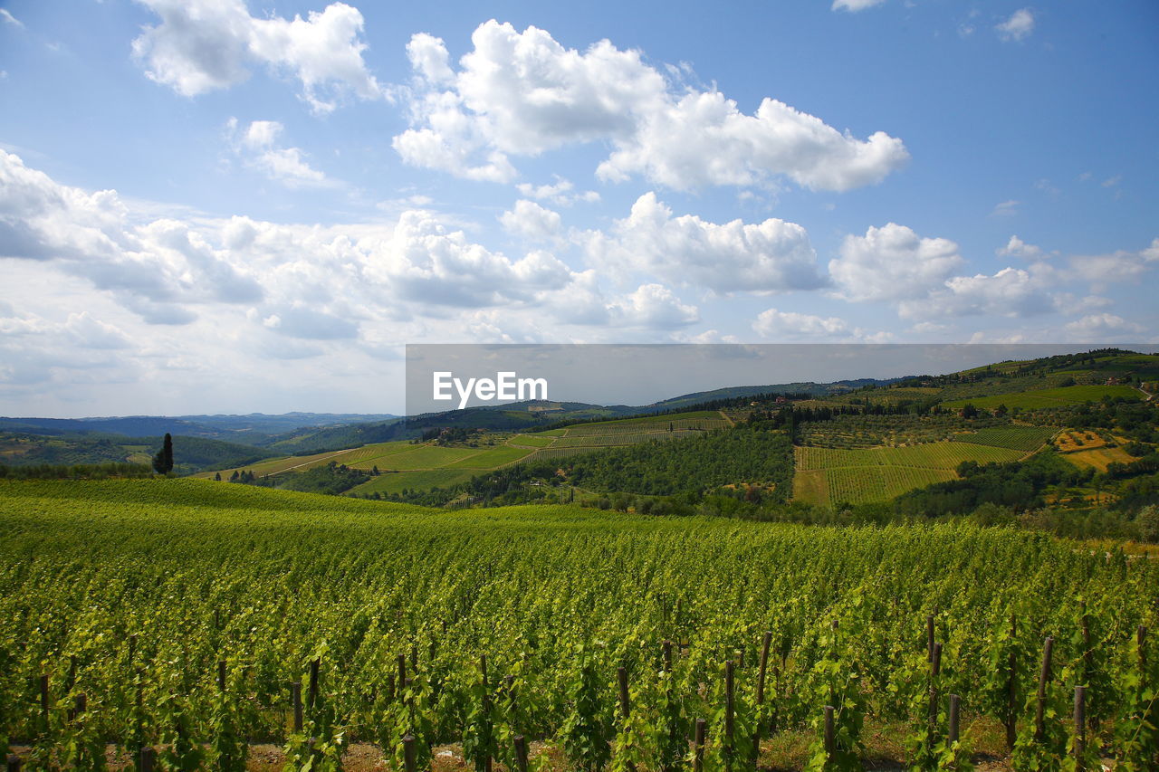 Scenic view of agricultural field against sky