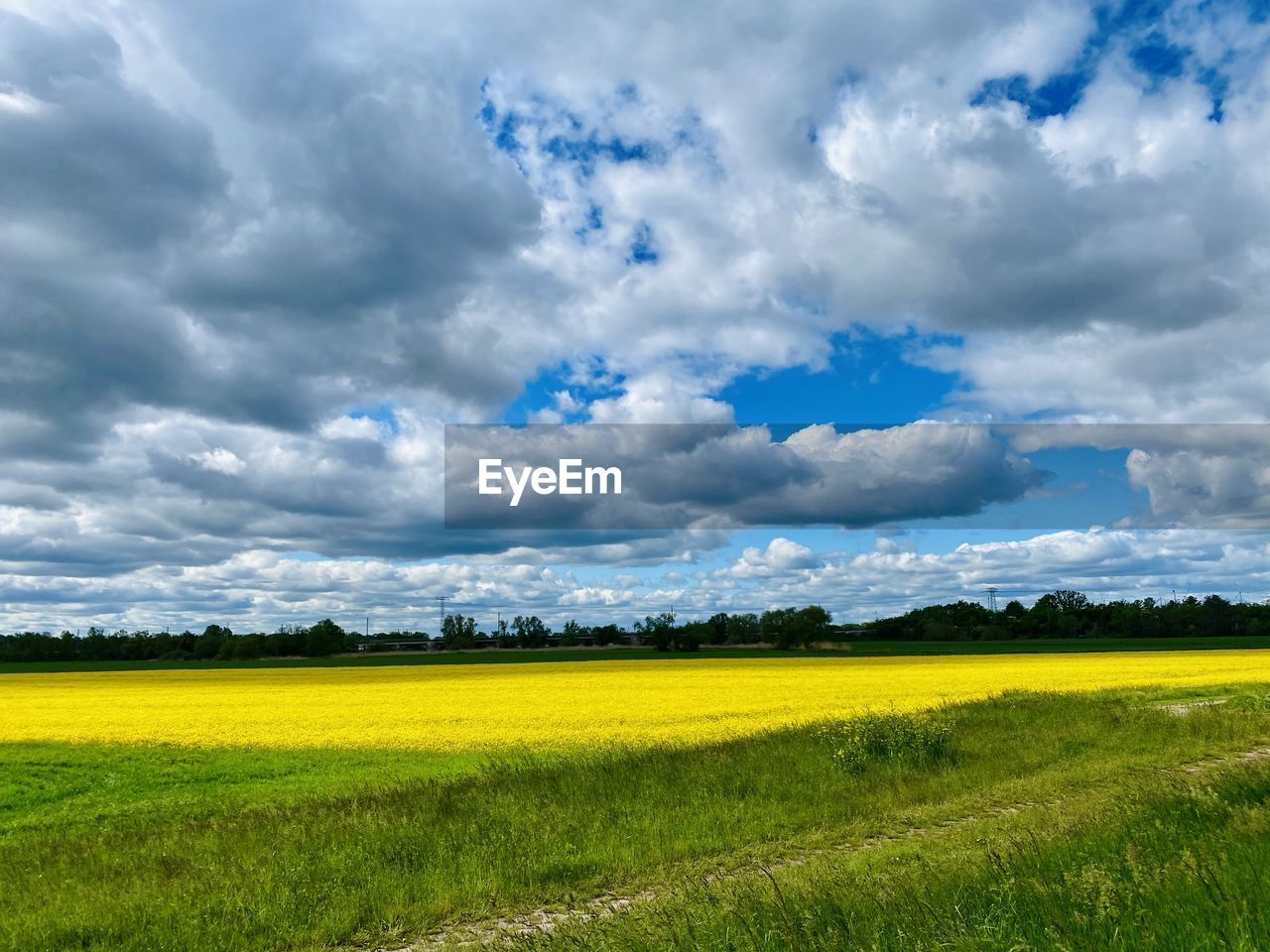 SCENIC VIEW OF OILSEED RAPE FIELD AGAINST SKY