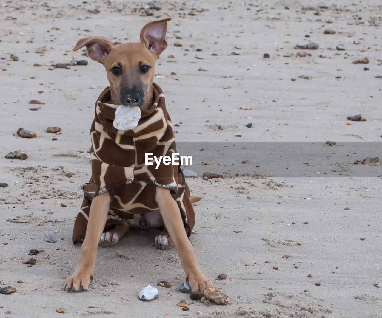 PORTRAIT OF DOG SITTING ON SANDY BEACH