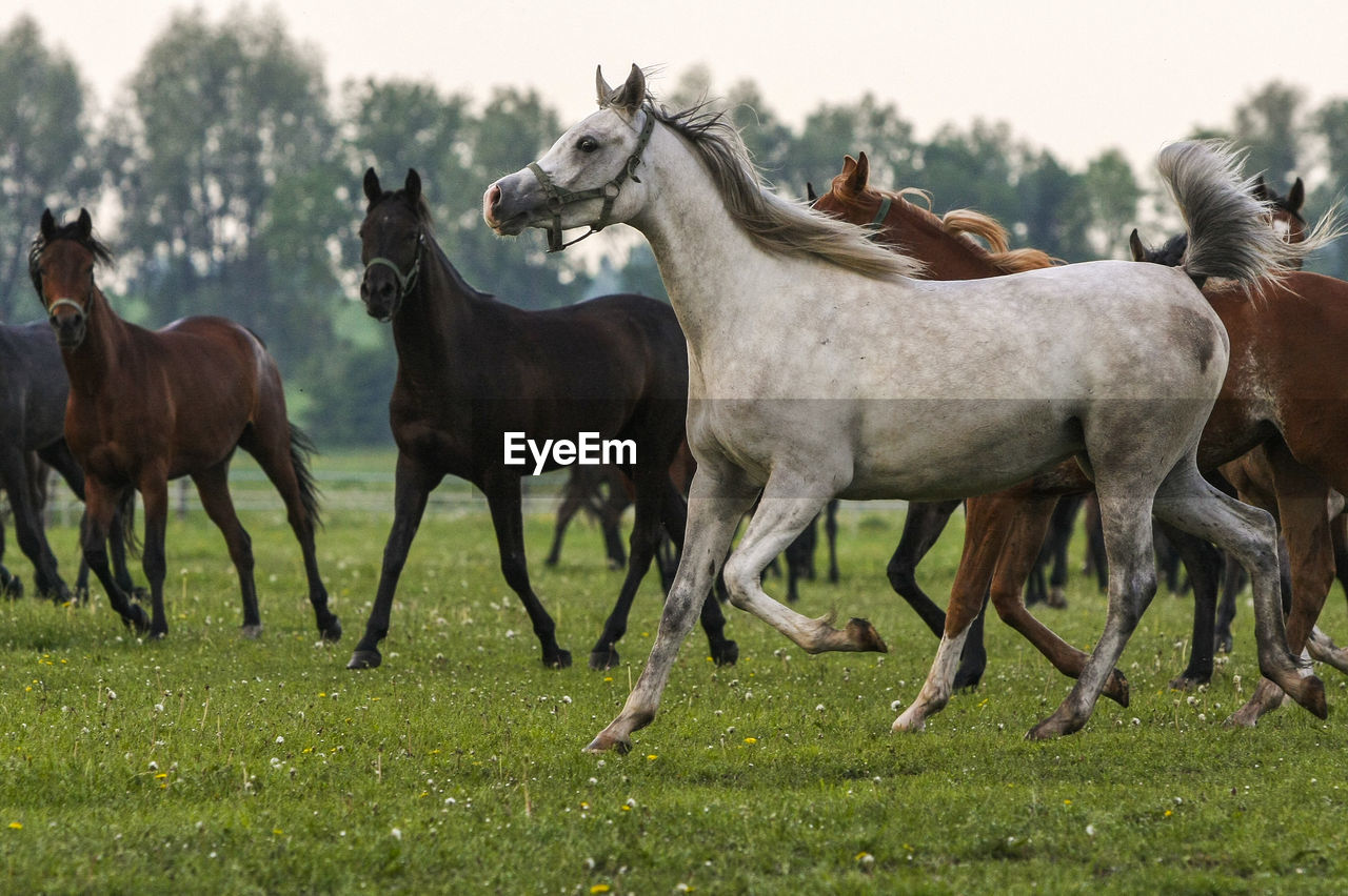 HORSES ON FIELD AGAINST TREES