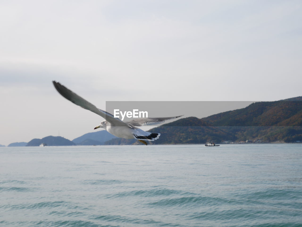 BIRD FLYING OVER SEA AGAINST MOUNTAIN