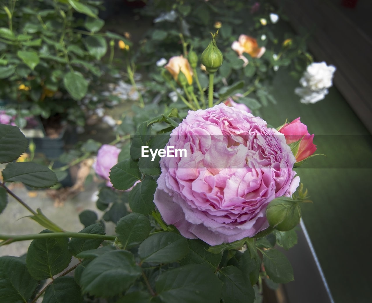 CLOSE-UP OF PINK ROSE AND WHITE ROSES