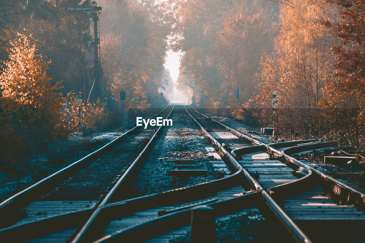 Diminishing perspective of railroad tracks amidst trees in forest during autumn
