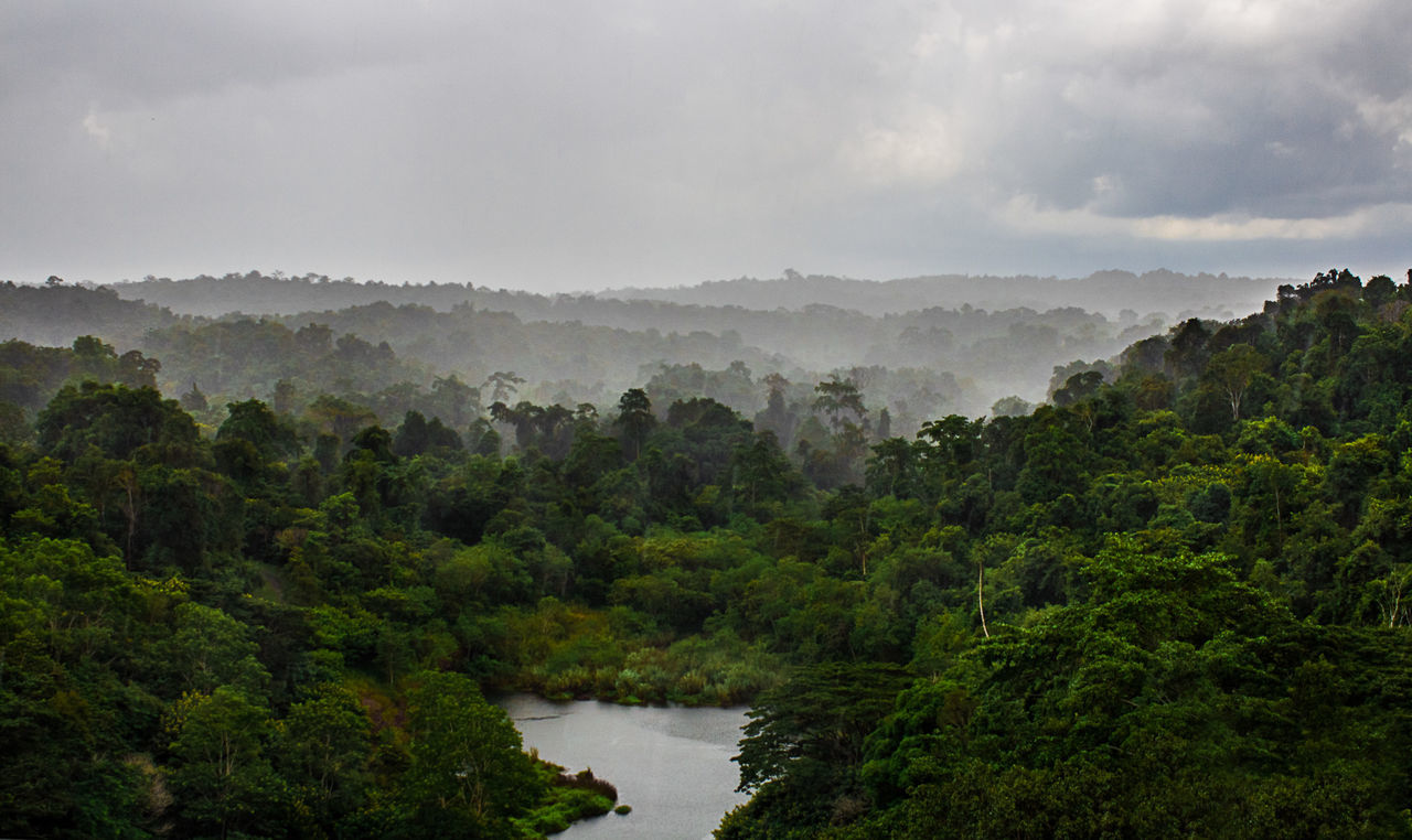 Scenic view of forest against sky