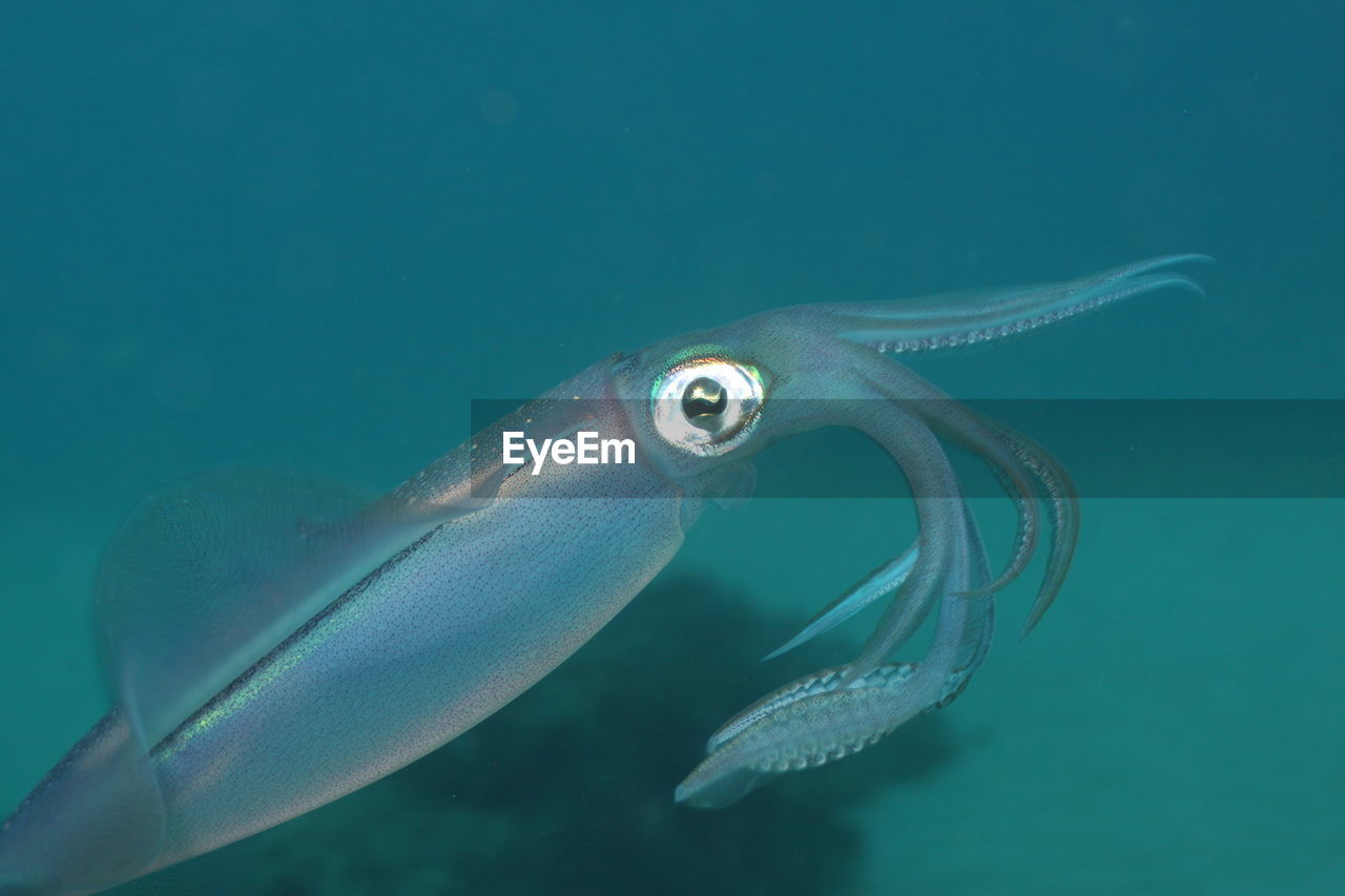 Close-up of squid swimming in sea
