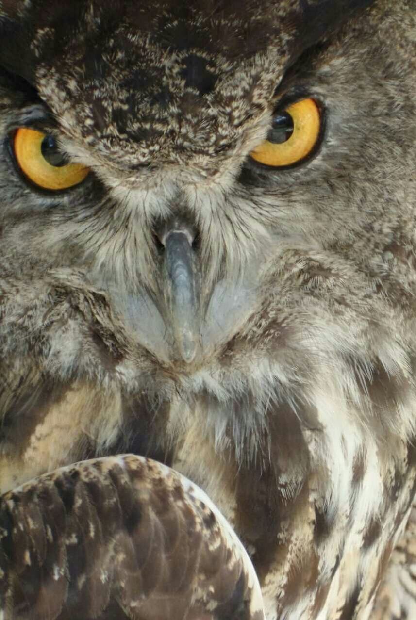 CLOSE-UP PORTRAIT OF ANIMAL