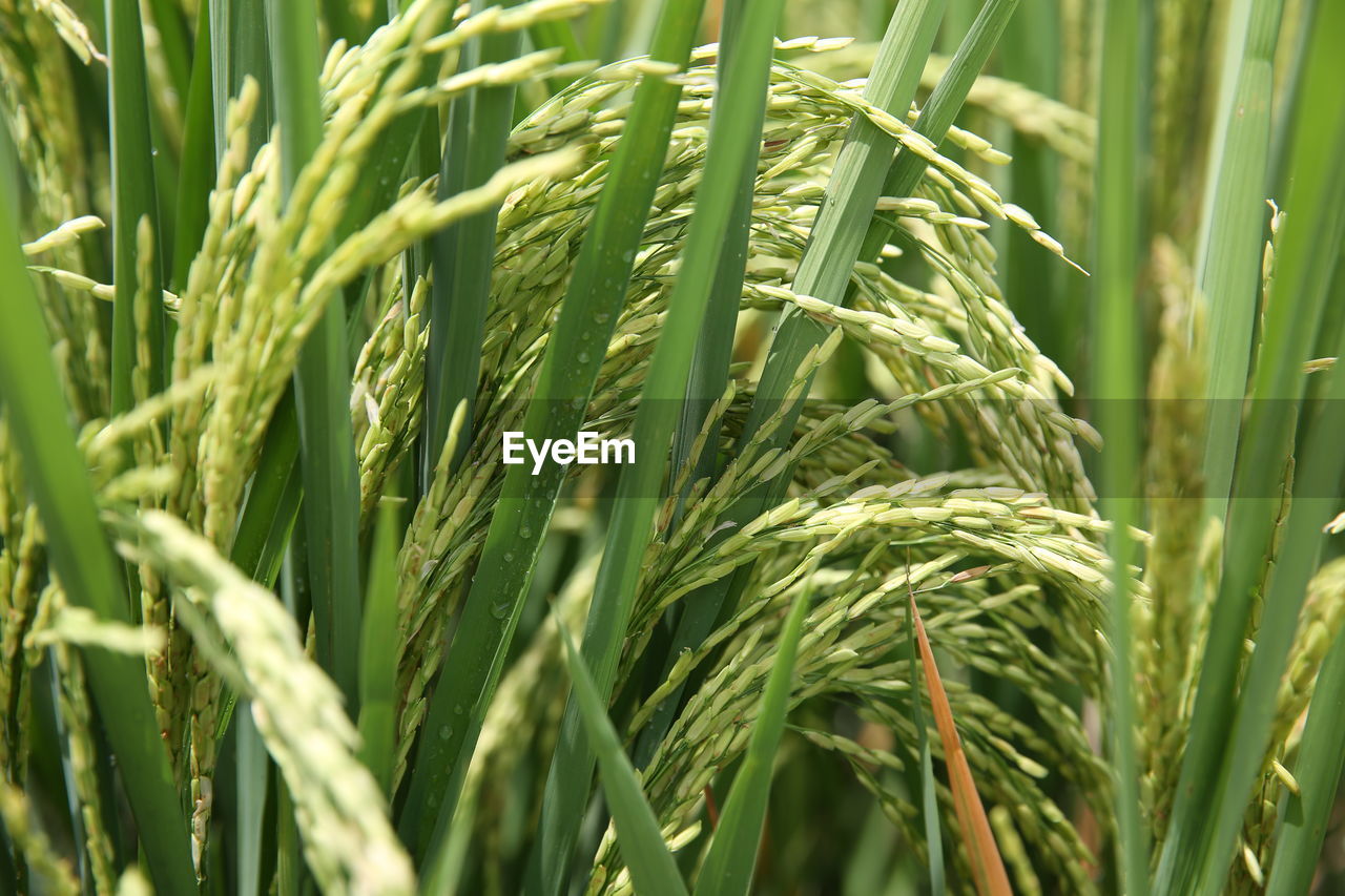 CLOSE-UP OF STALKS ON FIELD