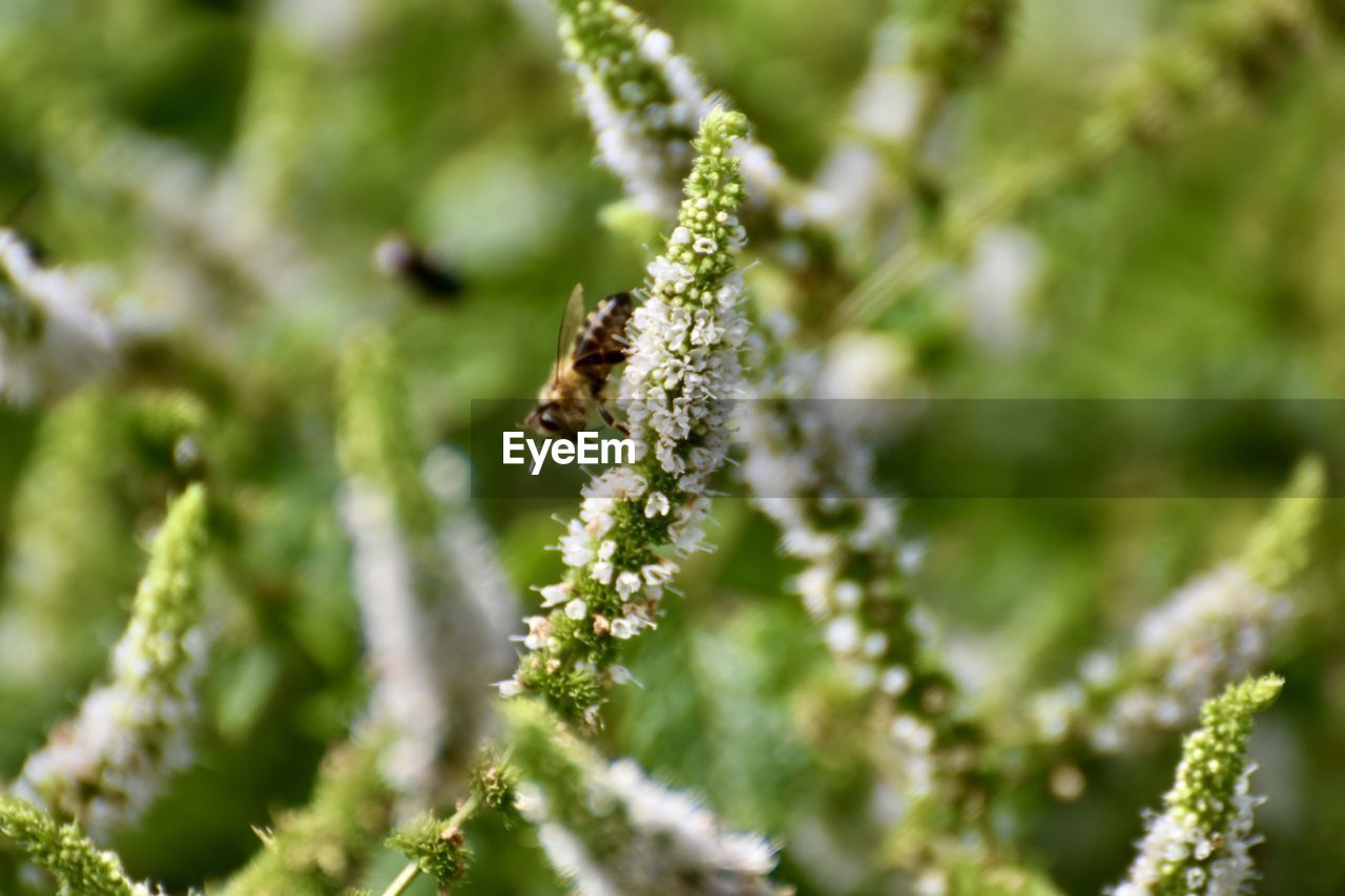 Close-up of insect on plant