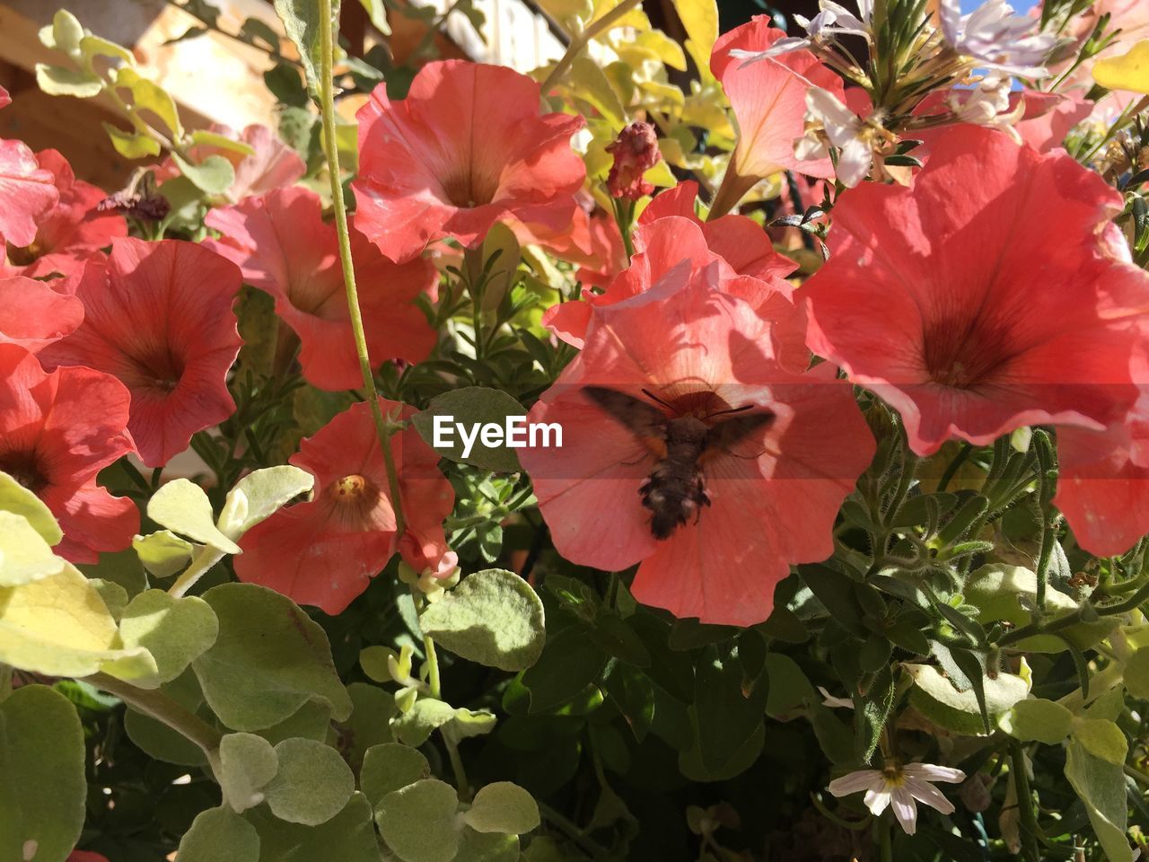 CLOSE-UP OF HONEY BEE ON FLOWERS