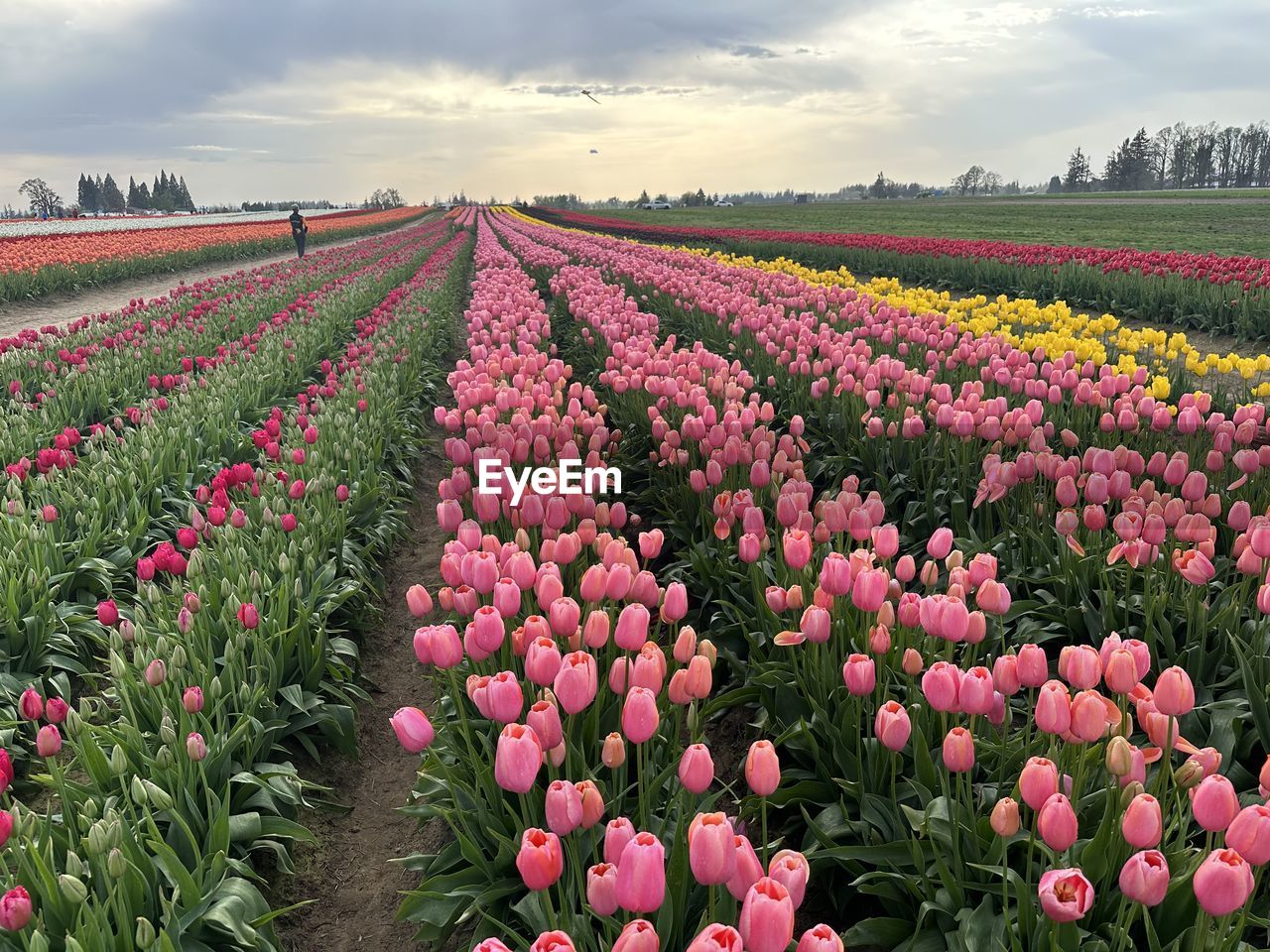 plant, flower, flowering plant, beauty in nature, landscape, sky, field, nature, cloud, land, environment, freshness, rural scene, agriculture, growth, scenics - nature, in a row, multi colored, abundance, red, tranquility, tulip, no people, idyllic, pink, tranquil scene, vibrant color, flowerbed, springtime, horizon over land, horizon, crop, purple, sunset, farm, fragility, non-urban scene, flower head, outdoors, summer, sunlight, inflorescence, environmental conservation, social issues, landscaped, dramatic sky, sun, travel, plant part, blue, day, leaf, botany, blossom, urban skyline, petal, food and drink, travel destinations, grass, dusk, close-up, backgrounds