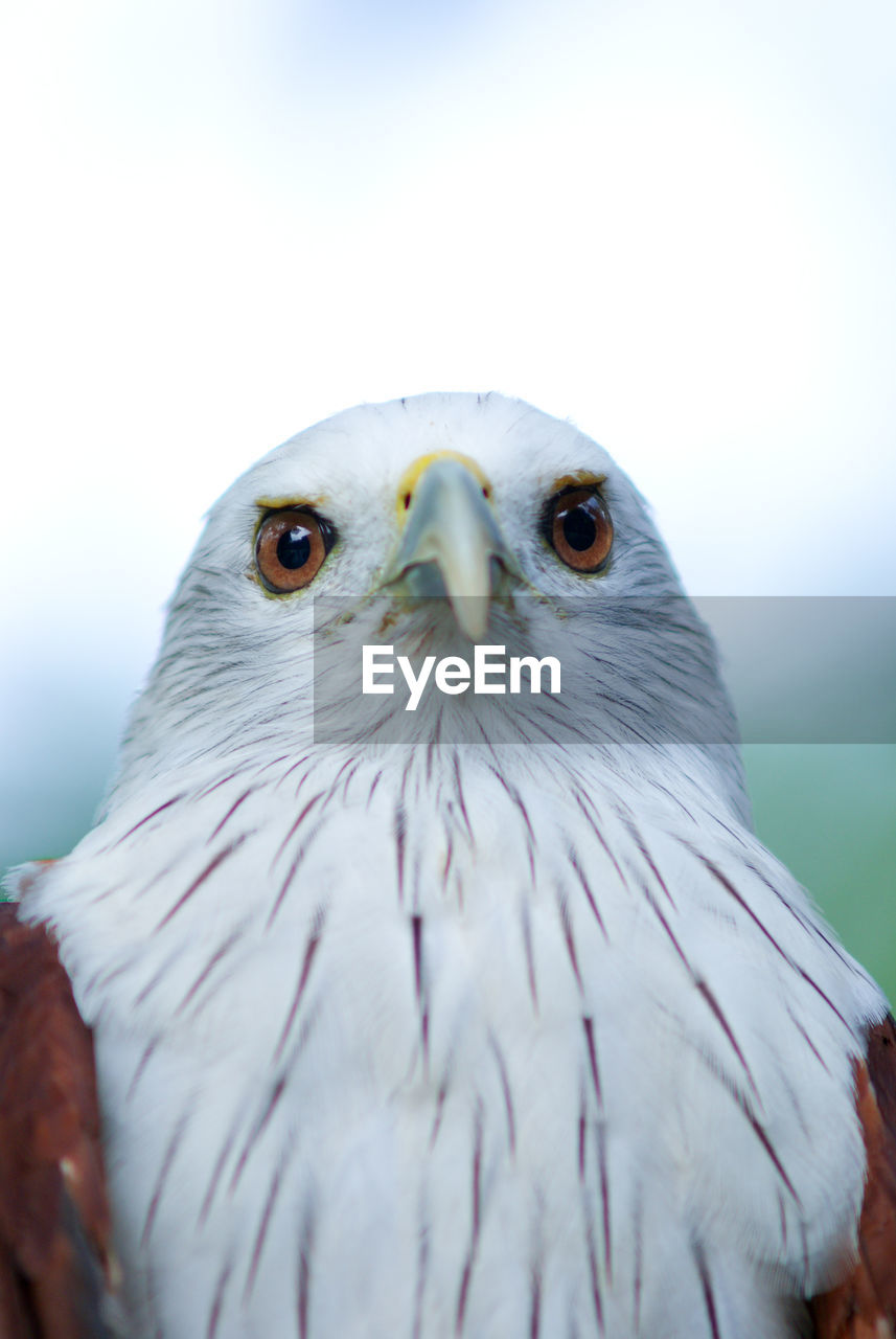 CLOSE-UP PORTRAIT OF HAWK