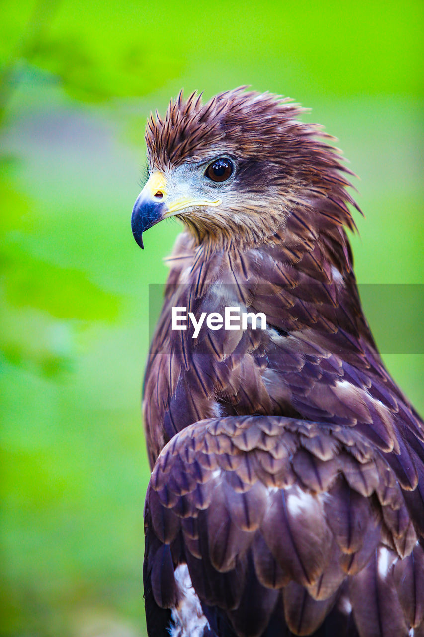 Close-up of eagle