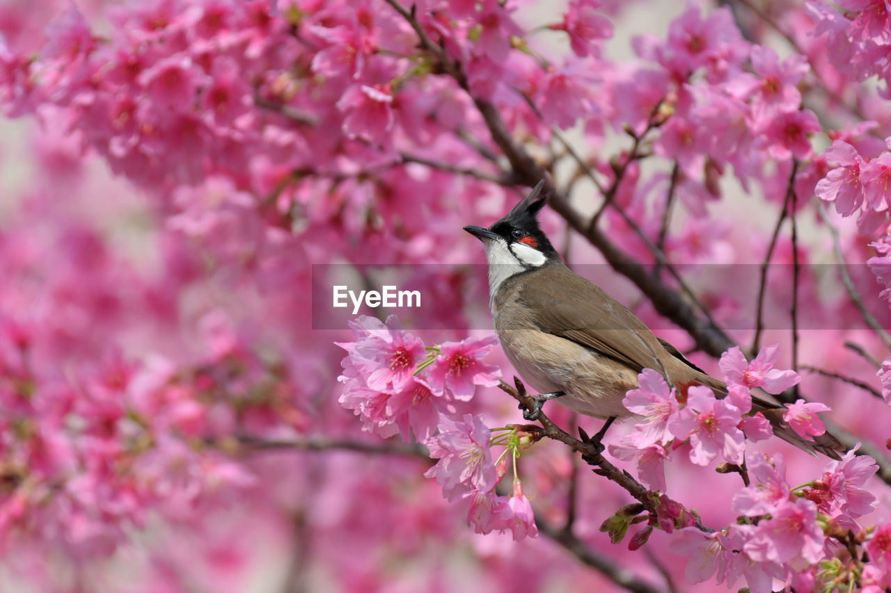 plant, pink, flower, flowering plant, beauty in nature, tree, springtime, spring, blossom, fragility, cherry blossom, branch, animal, animal themes, freshness, nature, animal wildlife, bird, growth, cherry tree, wildlife, no people, one animal, outdoors, perching, petal, selective focus, close-up, fruit tree, day, focus on foreground, flower head, plum blossom, agriculture, almond tree