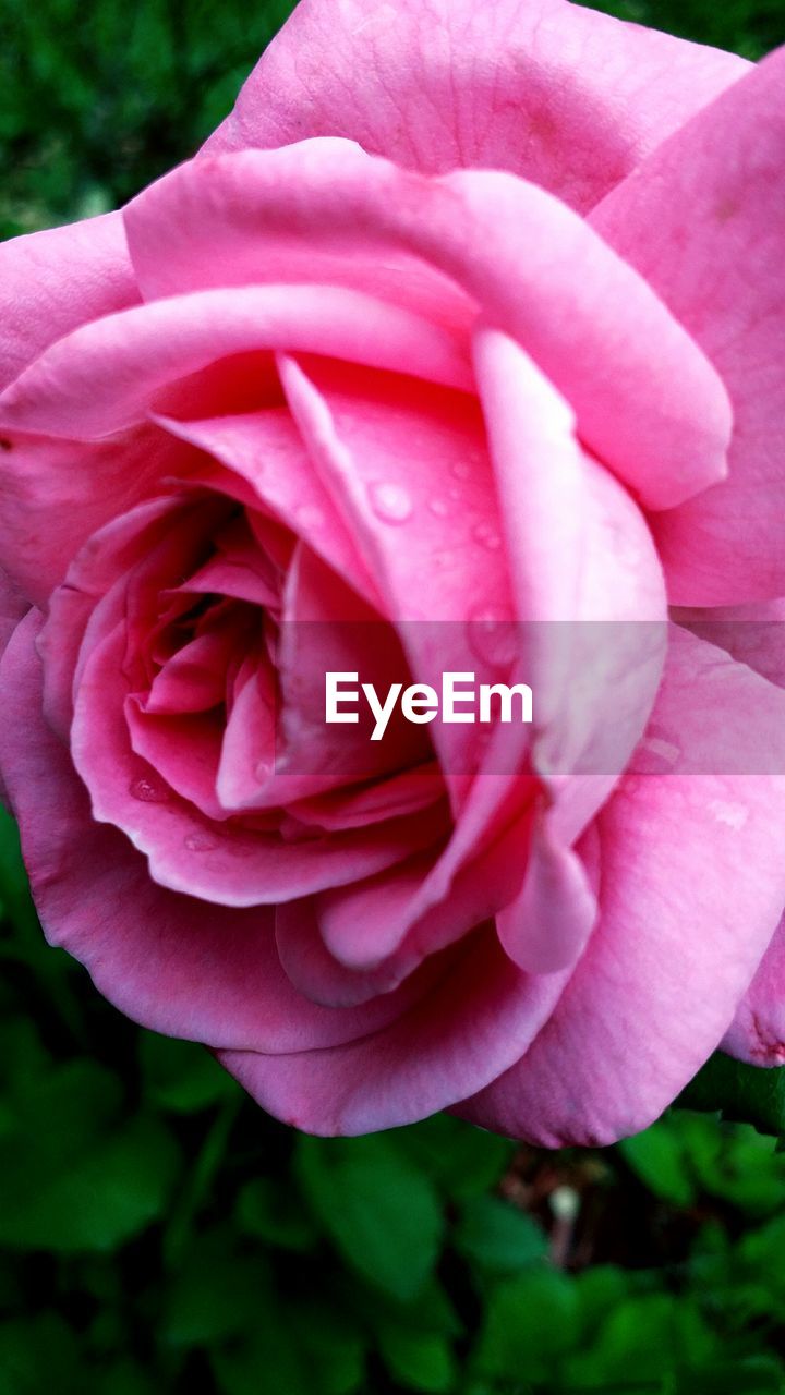 CLOSE-UP OF PINK ROSE BLOOMING