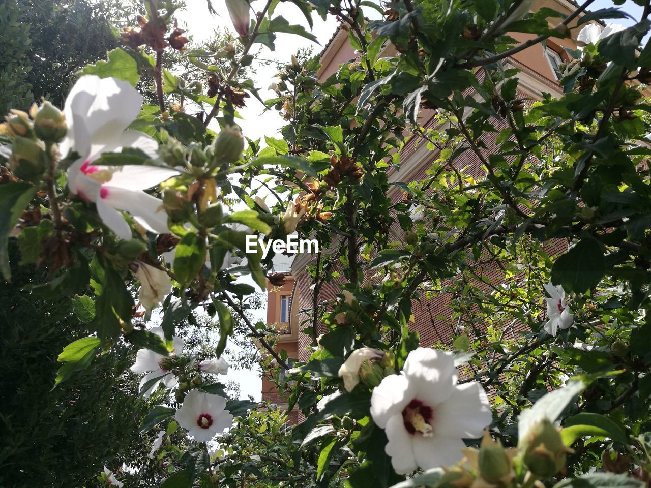 WHITE FLOWERS BLOOMING AGAINST TREE