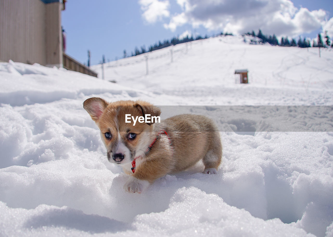 DOG LYING ON SNOW COVERED LAND