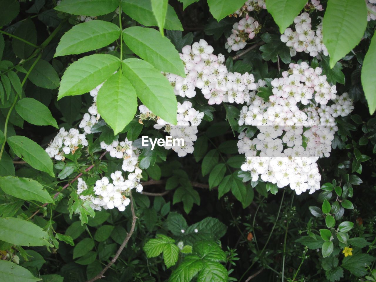 Close-up of white flowers