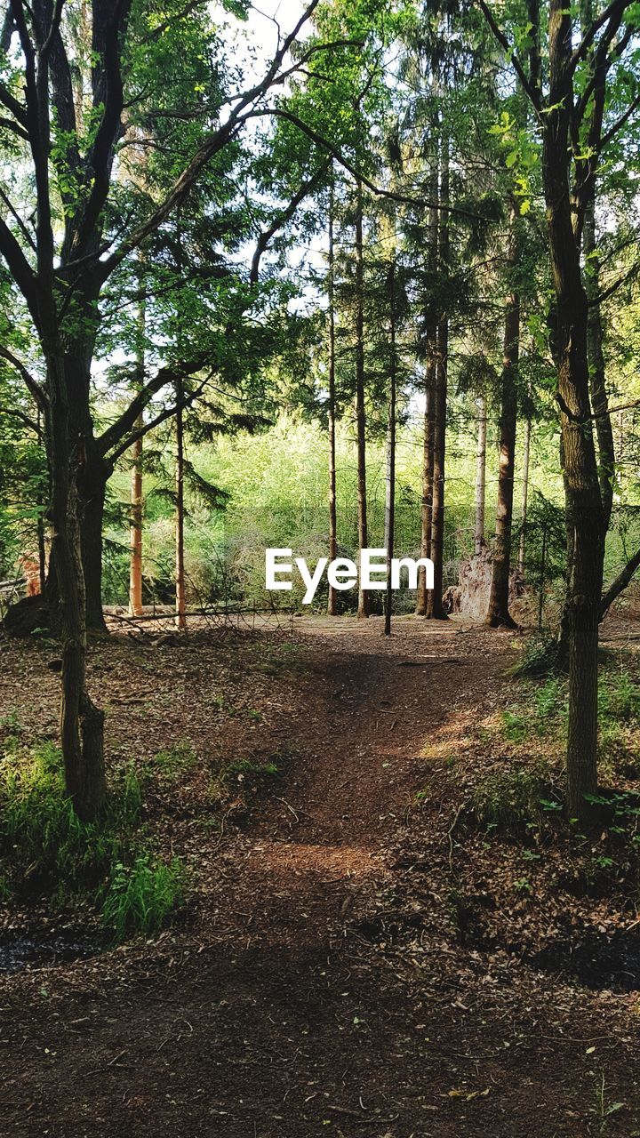 Trees growing in forest