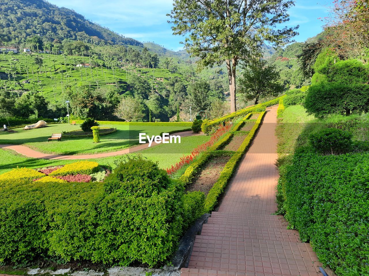FOOTPATH AMIDST TREES ON GRASS