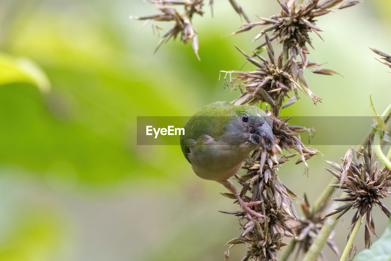 CLOSE-UP OF SMALL BIRD PERCHING ON BRANCH