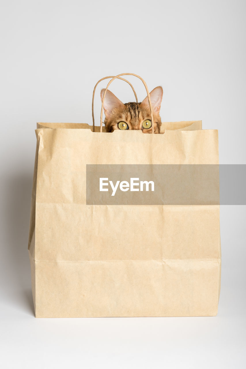 A cute bengal cat peeks out of a paper bag. white background. studio shot.