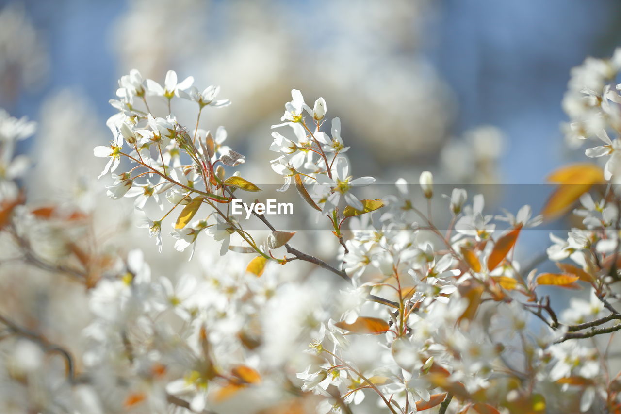 Close-up of white cherry blossom tree