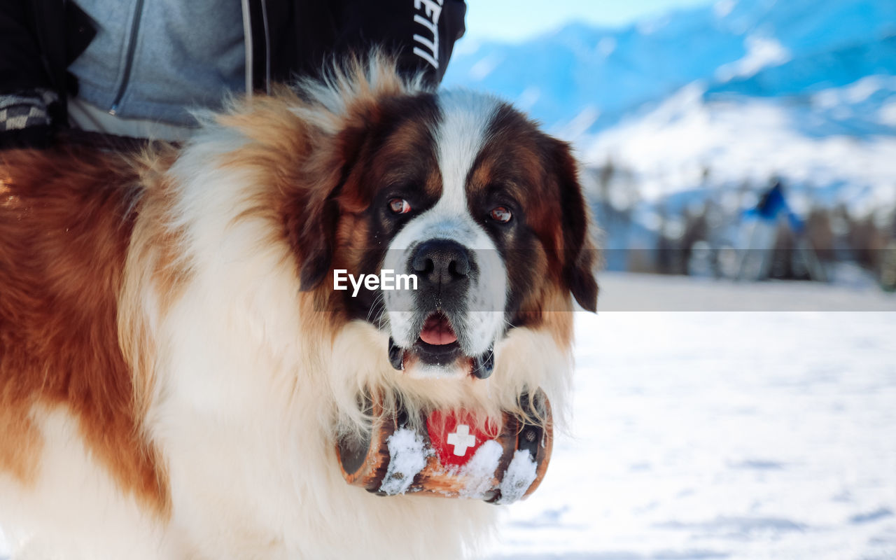 CLOSE-UP PORTRAIT OF DOG STANDING IN SNOW