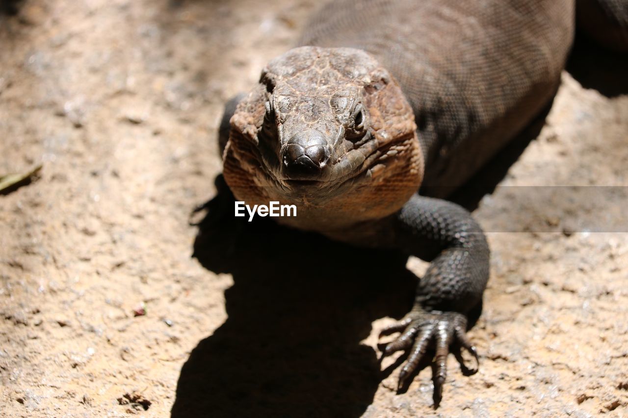 HIGH ANGLE VIEW OF A TURTLE