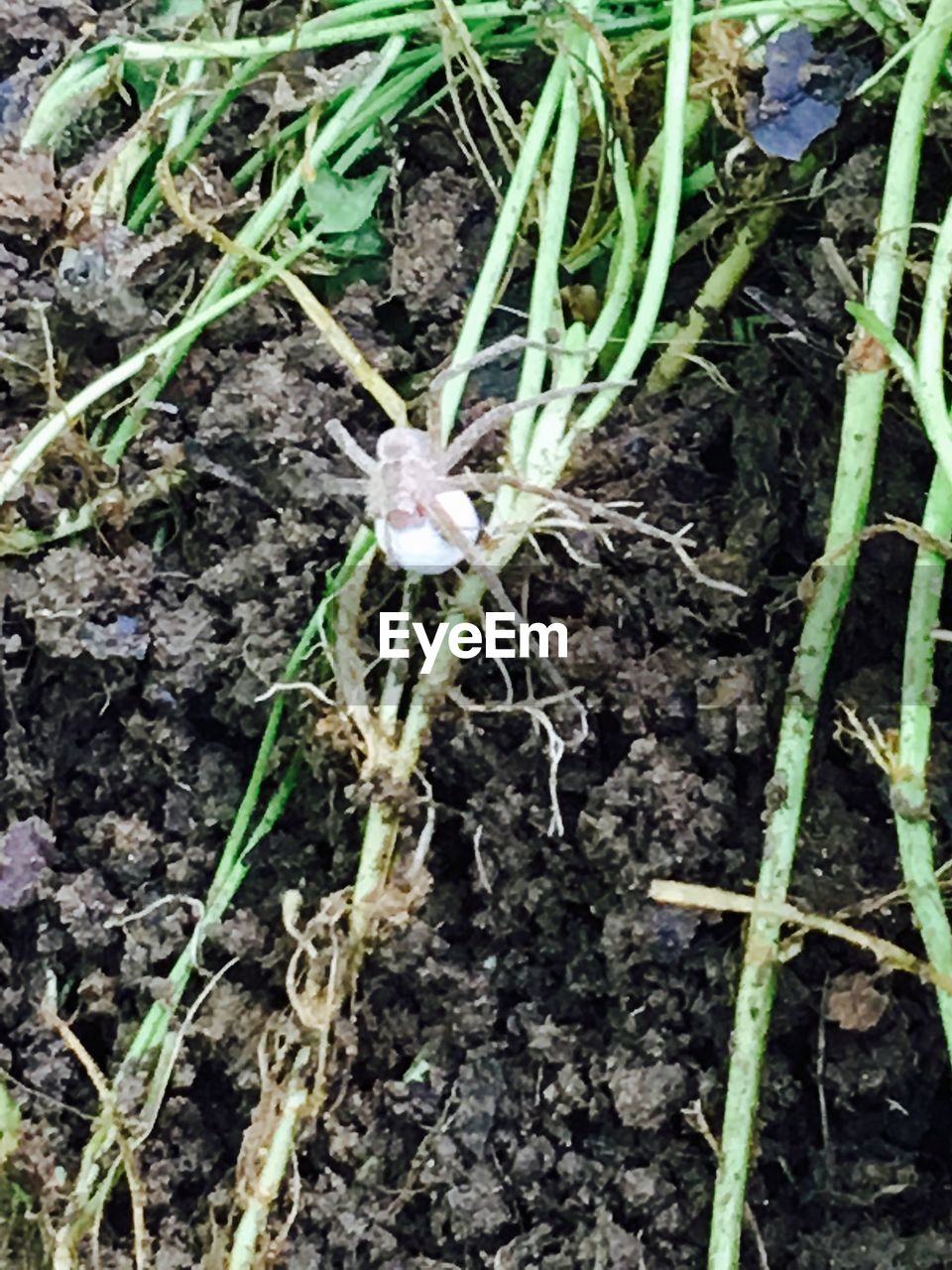 HIGH ANGLE VIEW OF PLANTS