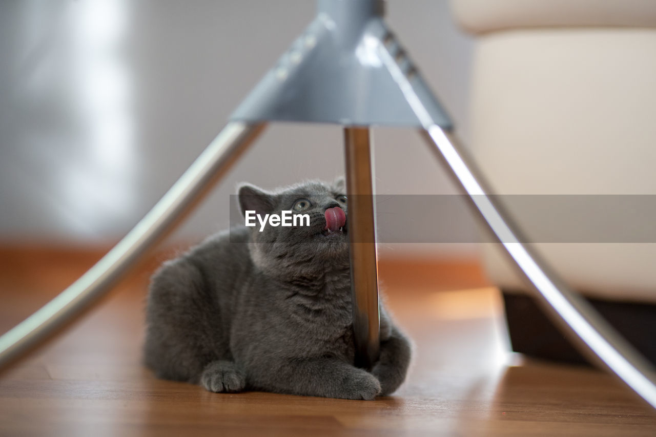 CAT SITTING ON TABLE AT HOME