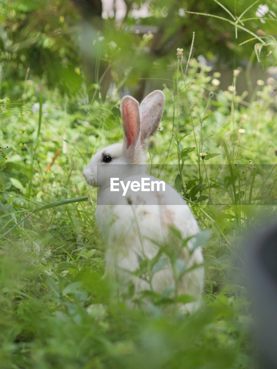 animal, animal themes, pet, mammal, rabbit, grass, rabbits and hares, domestic rabbit, plant, one animal, animal wildlife, selective focus, hare, nature, no people, domestic animals, easter, wildlife, land, animal body part, green, flower, close-up, outdoors, day, meadow, easter bunny, field, portrait, cute