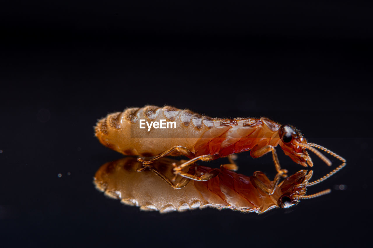 CLOSE-UP OF A CRAB