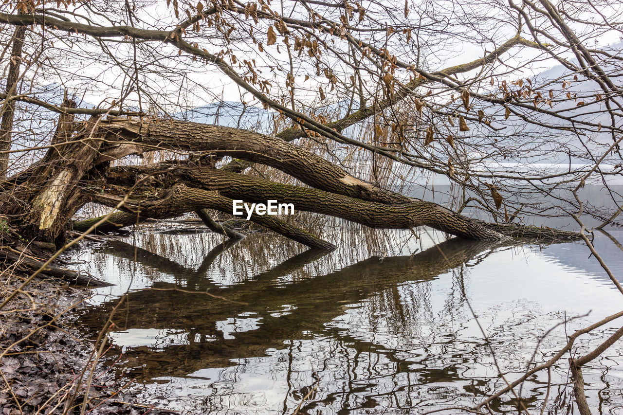 BARE TREE BY LAKE AGAINST SKY