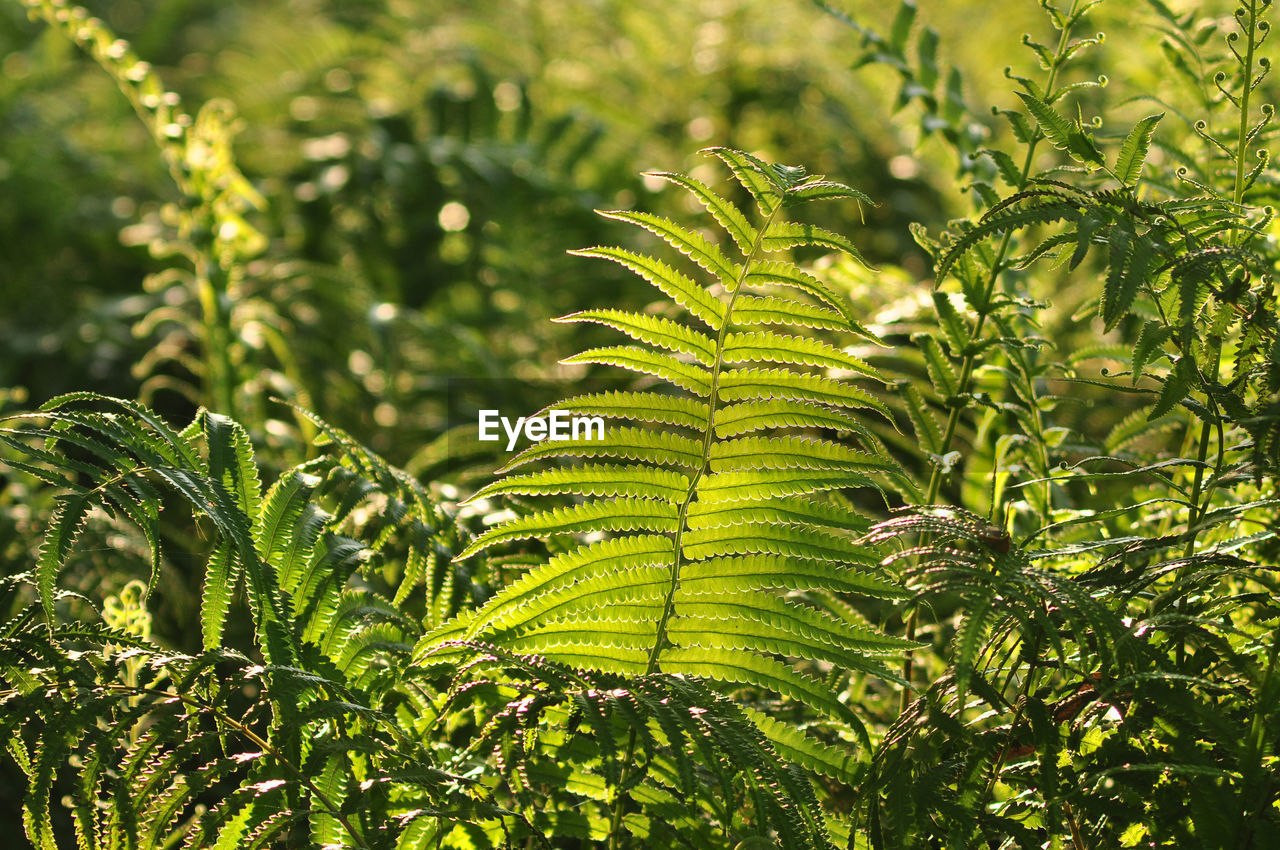 CLOSE-UP OF FRESH GREEN LEAVES ON TREE