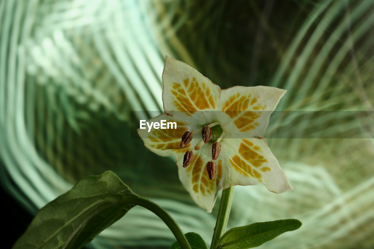 CLOSE-UP OF YELLOW FLOWER ON LEAF