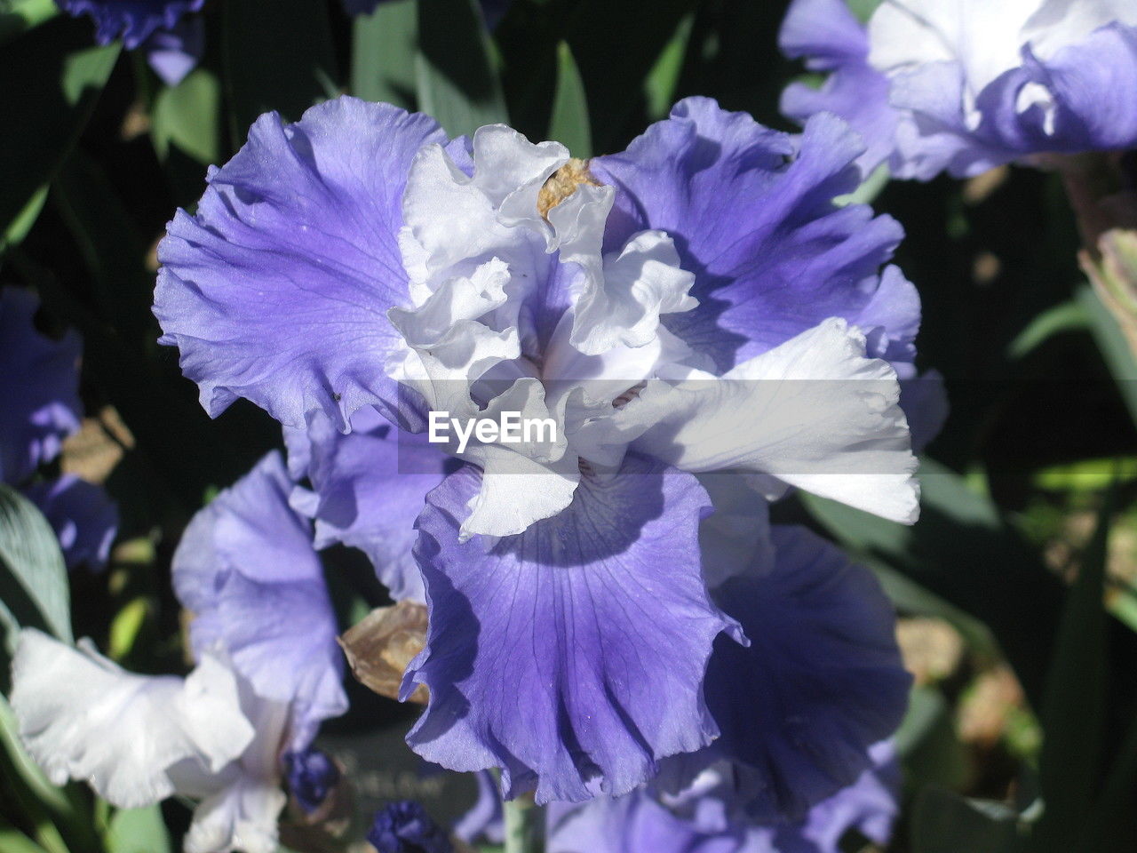flower, flowering plant, plant, freshness, purple, beauty in nature, petal, close-up, fragility, growth, inflorescence, flower head, nature, iris, human eye, focus on foreground, blossom, springtime, botany, outdoors, day, sunlight