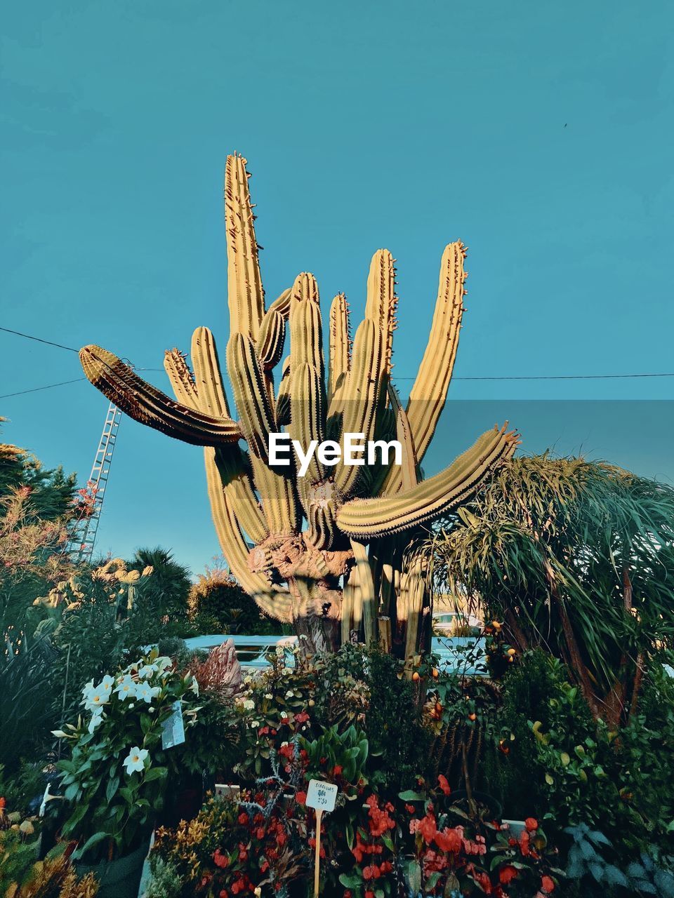 plant, flower, cactus, succulent plant, nature, growth, sky, no people, saguaro cactus, beauty in nature, outdoors, blue, flowering plant, day, leaf