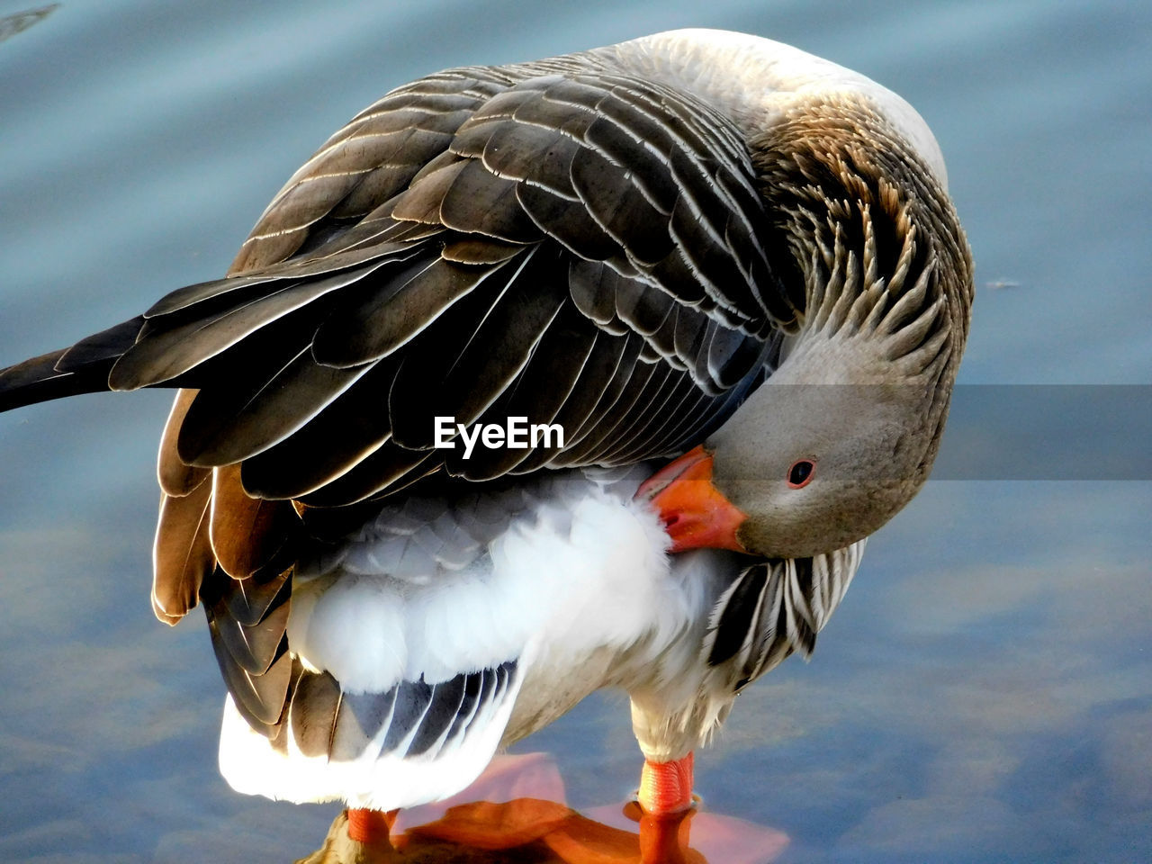 CLOSE-UP OF A DUCK