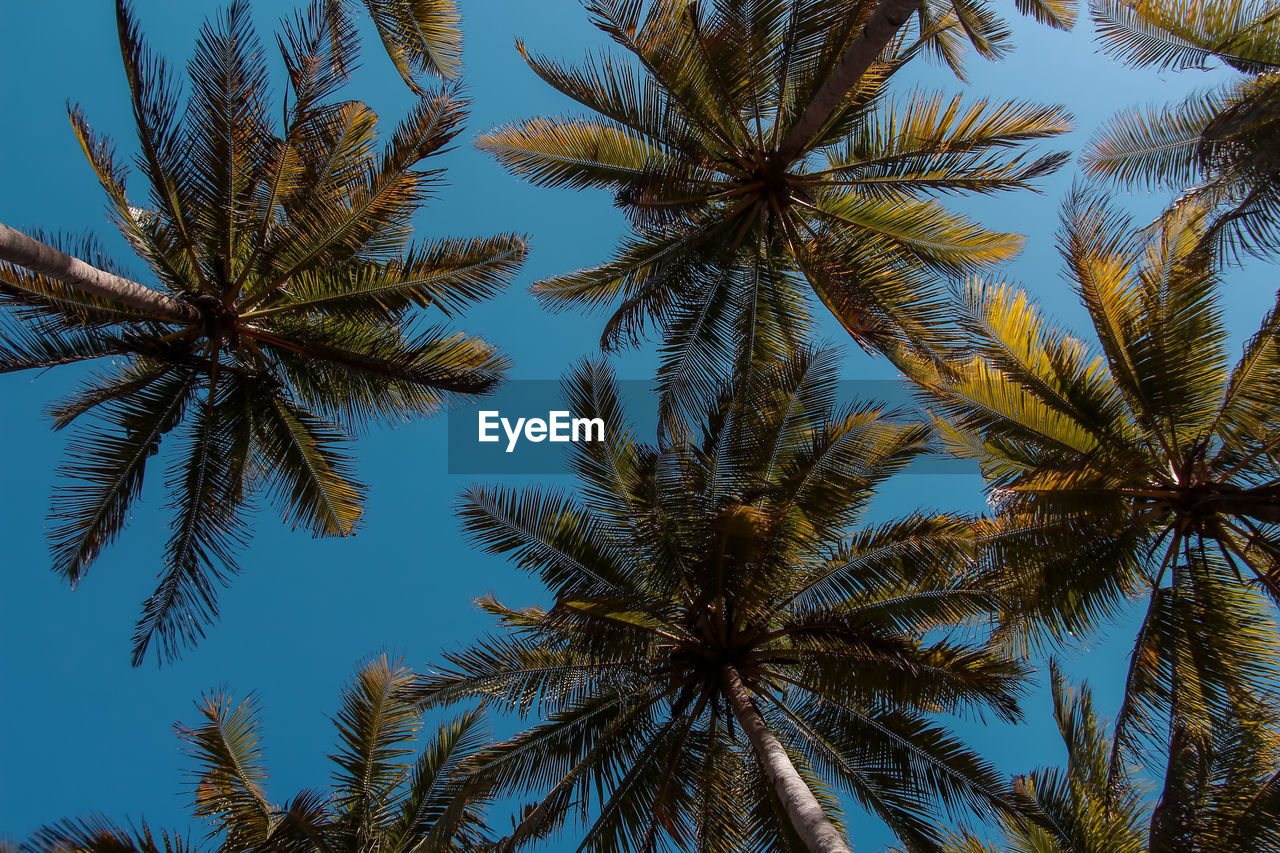 Beautiful coconut tree farm on the island of srau, pacitan, east java