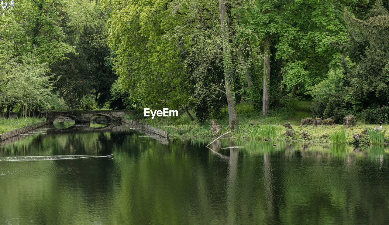 Scenic view of lake in forest