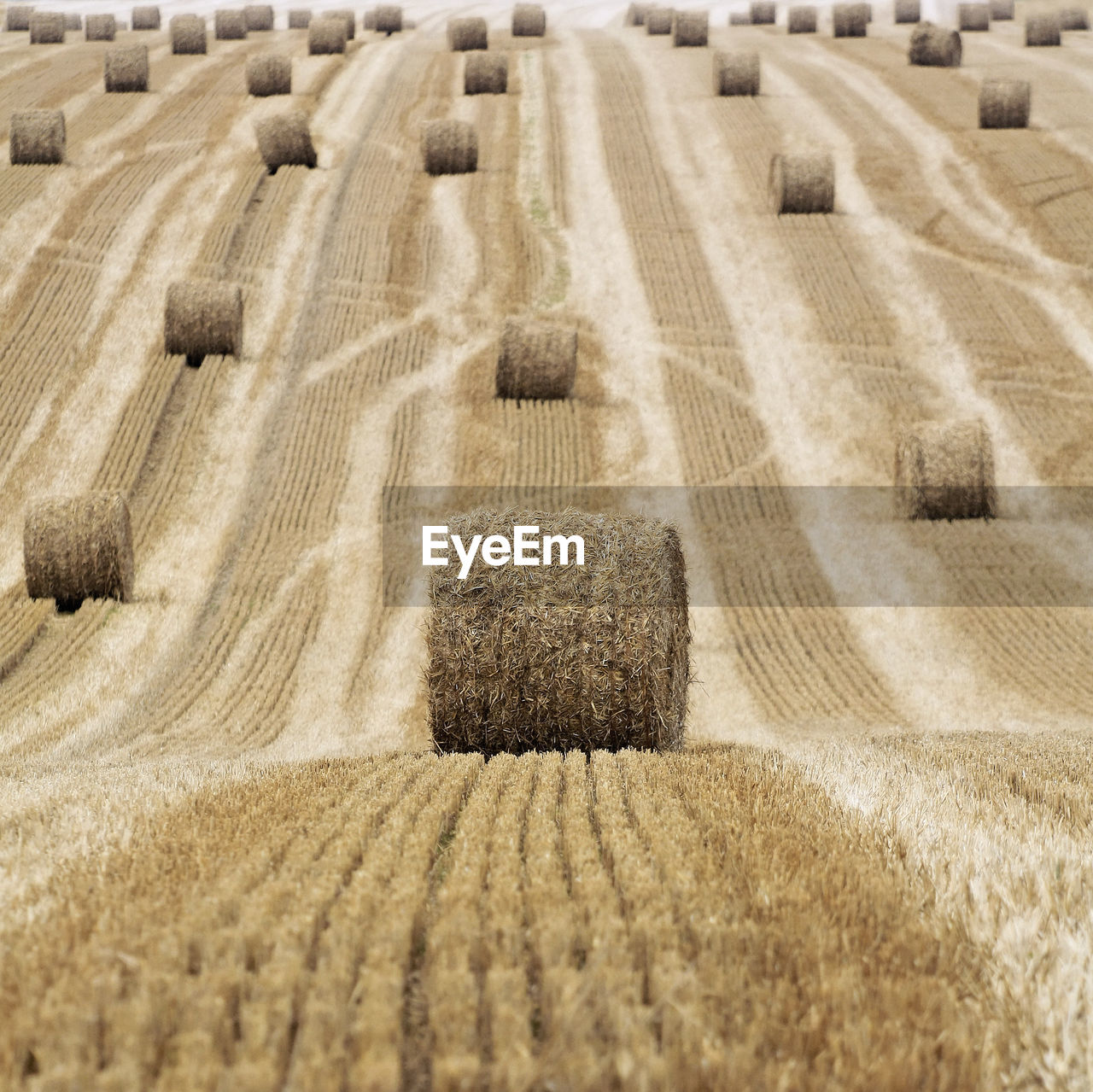 Hay bales on field