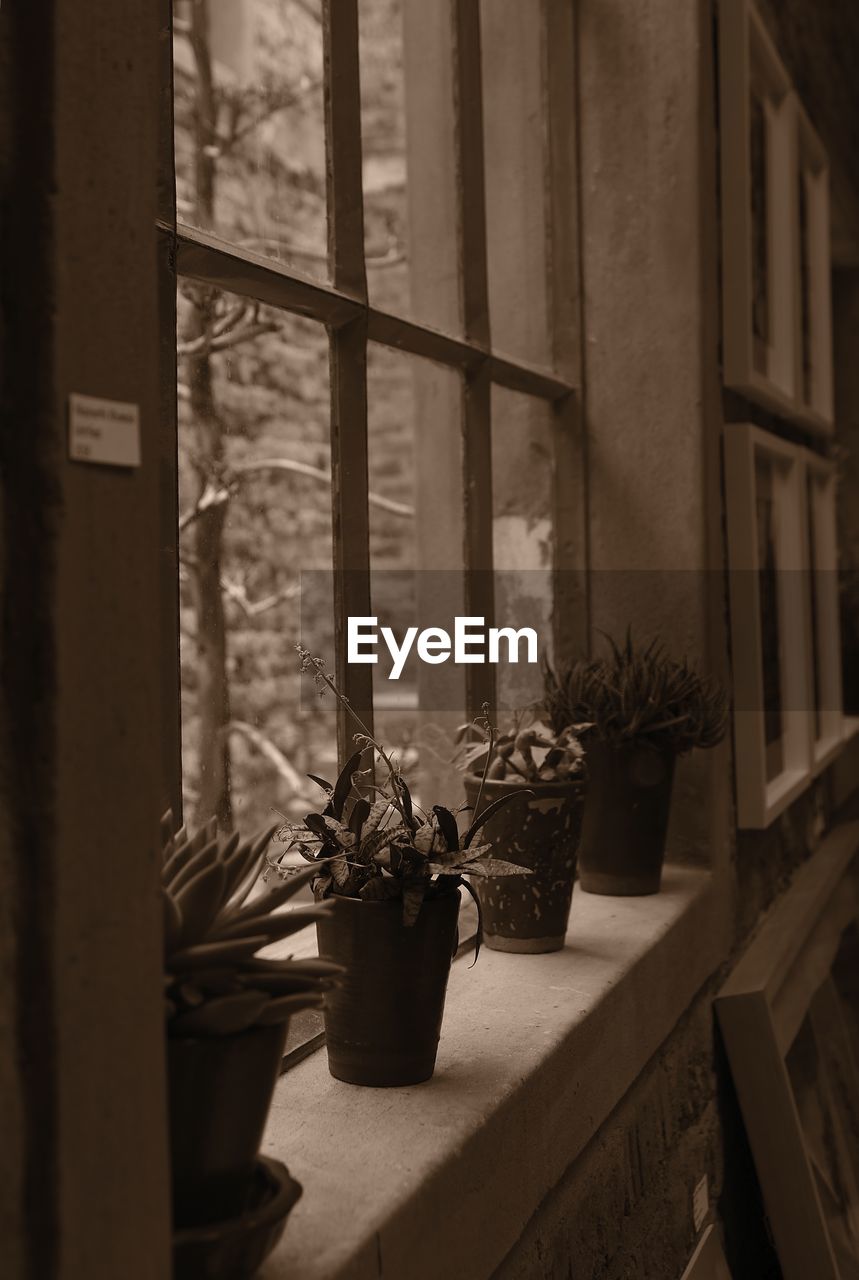 POTTED PLANT ON WINDOW SILL