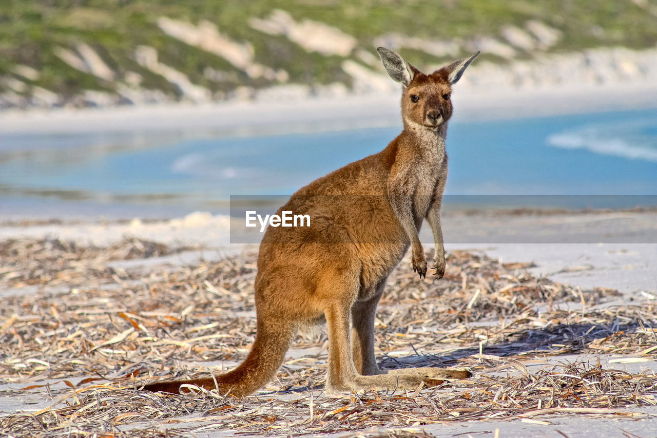 Kangaroo at beach